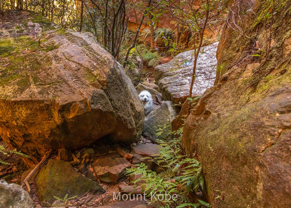 Prints - Peekaboo at Porters Pass